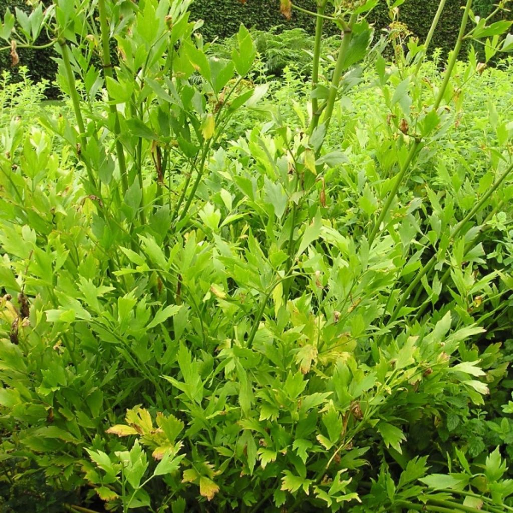 Levisticum officinale - Levistico