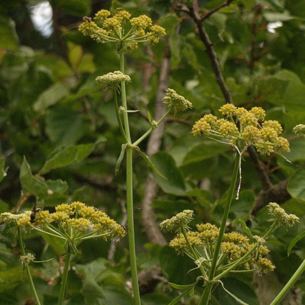 Levisticum officinale - Levistico