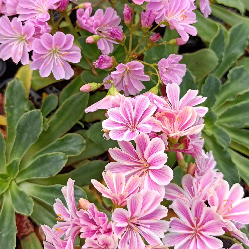 Lewisia cotyledon Elise Rose Pink