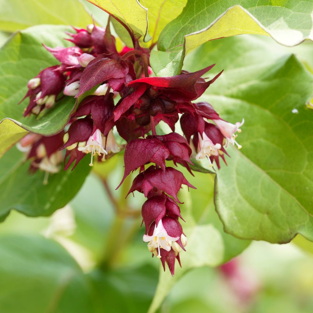 Leycesteria formosa Little Lanterns