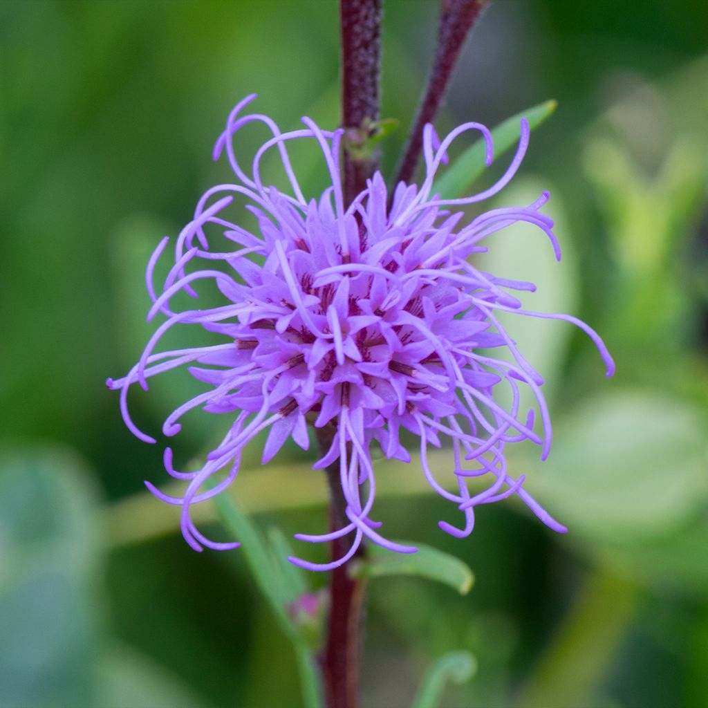 Liatris ligulistylis