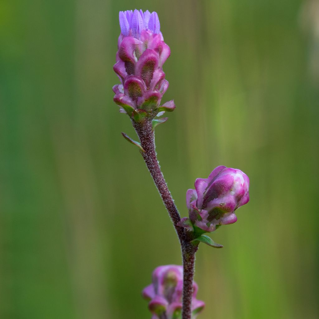 Liatris ligulistylis