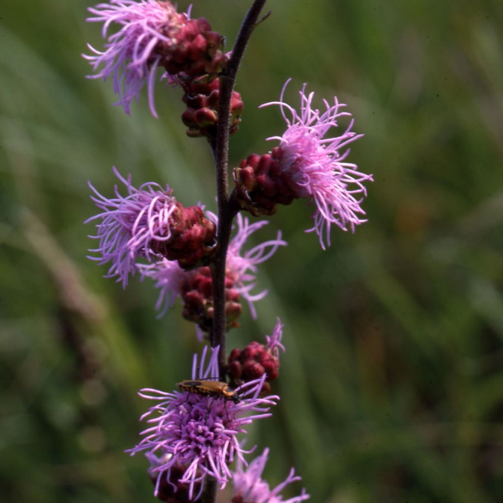 Liatris ligulistylis