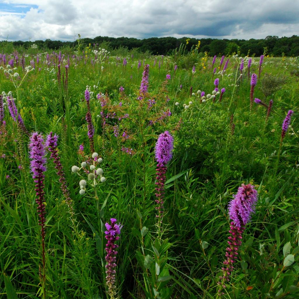 Liatris pycnostachya