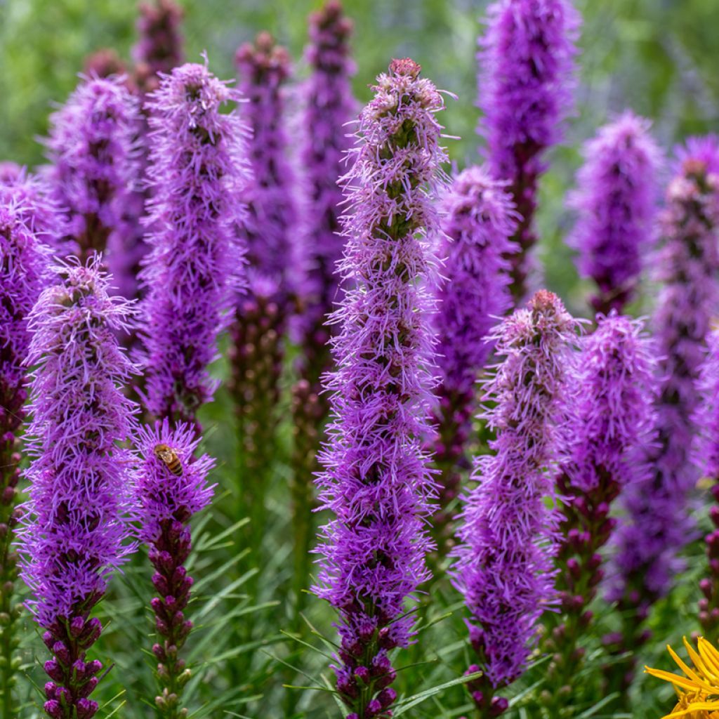 Liatris pycnostachya