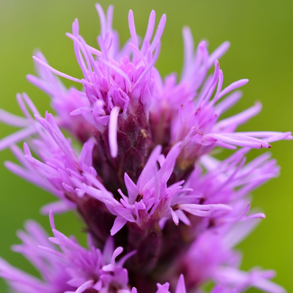 Liatris pycnostachya