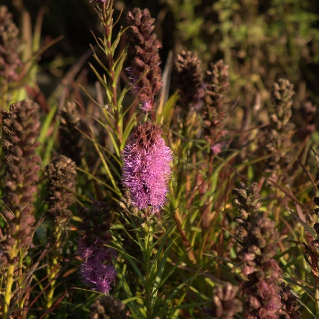 Liatris spicata Kobold