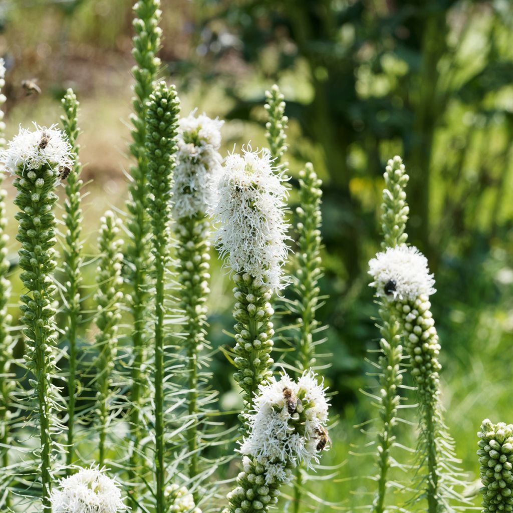 Liatris spicata Floristan White