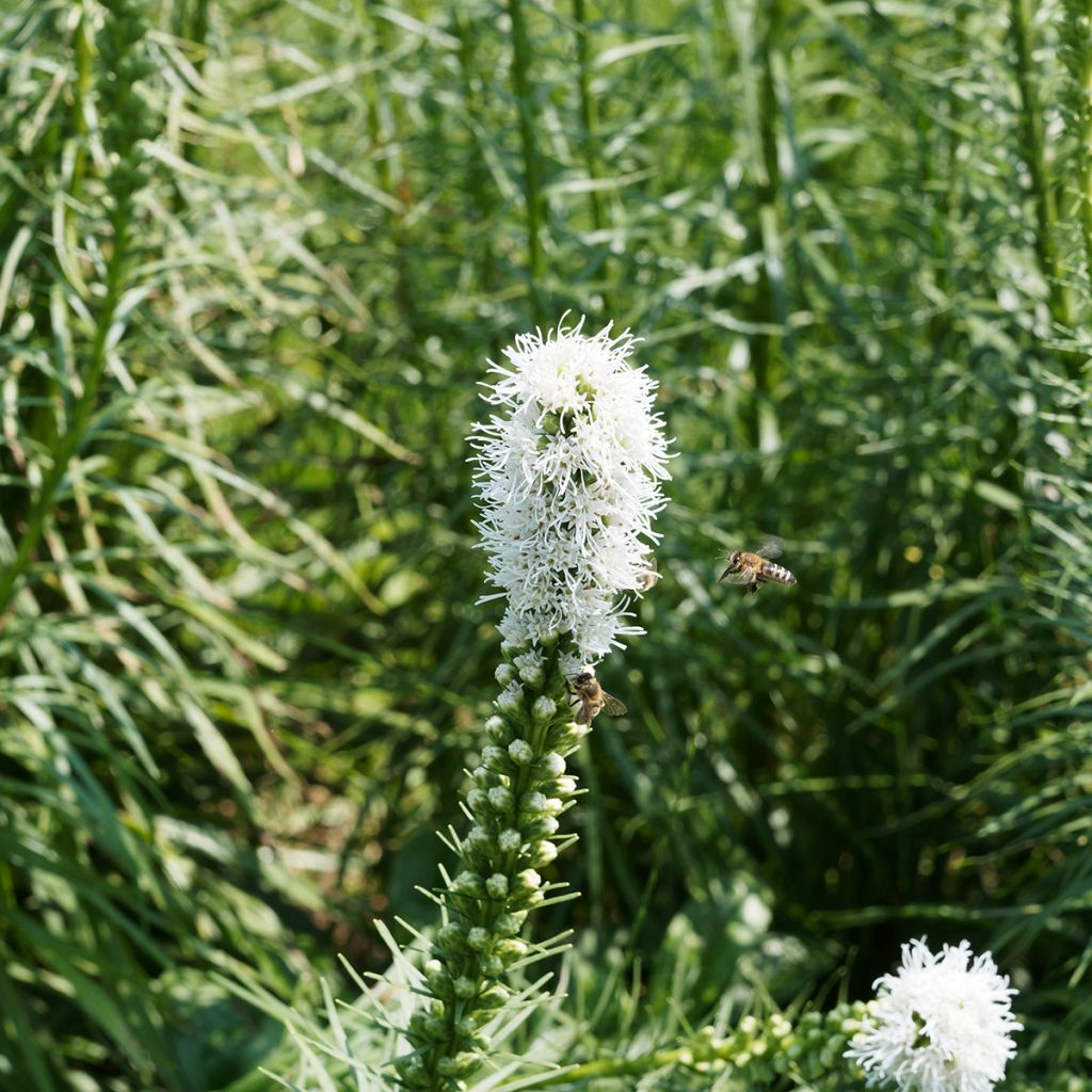 Liatris spicata Floristan White