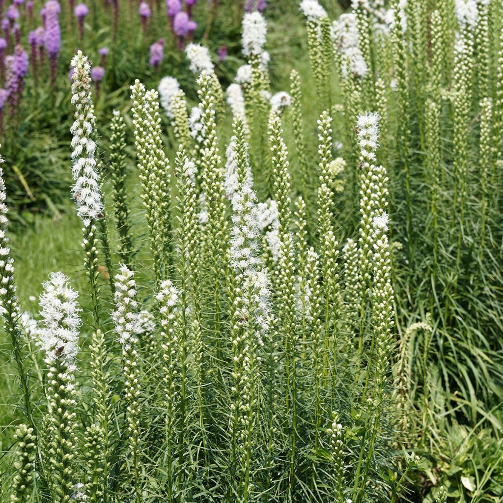 Liatris spicata Floristan White