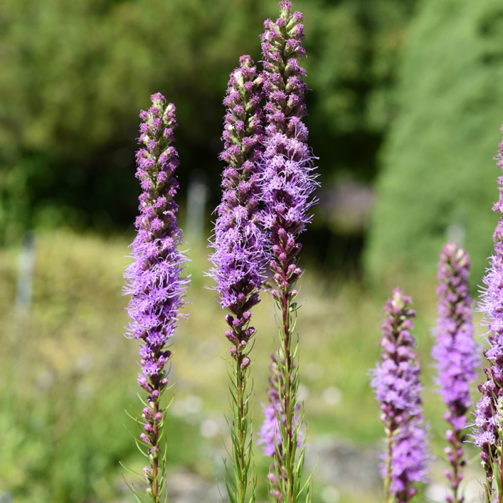 Liatris spicata - Liatride a spighe