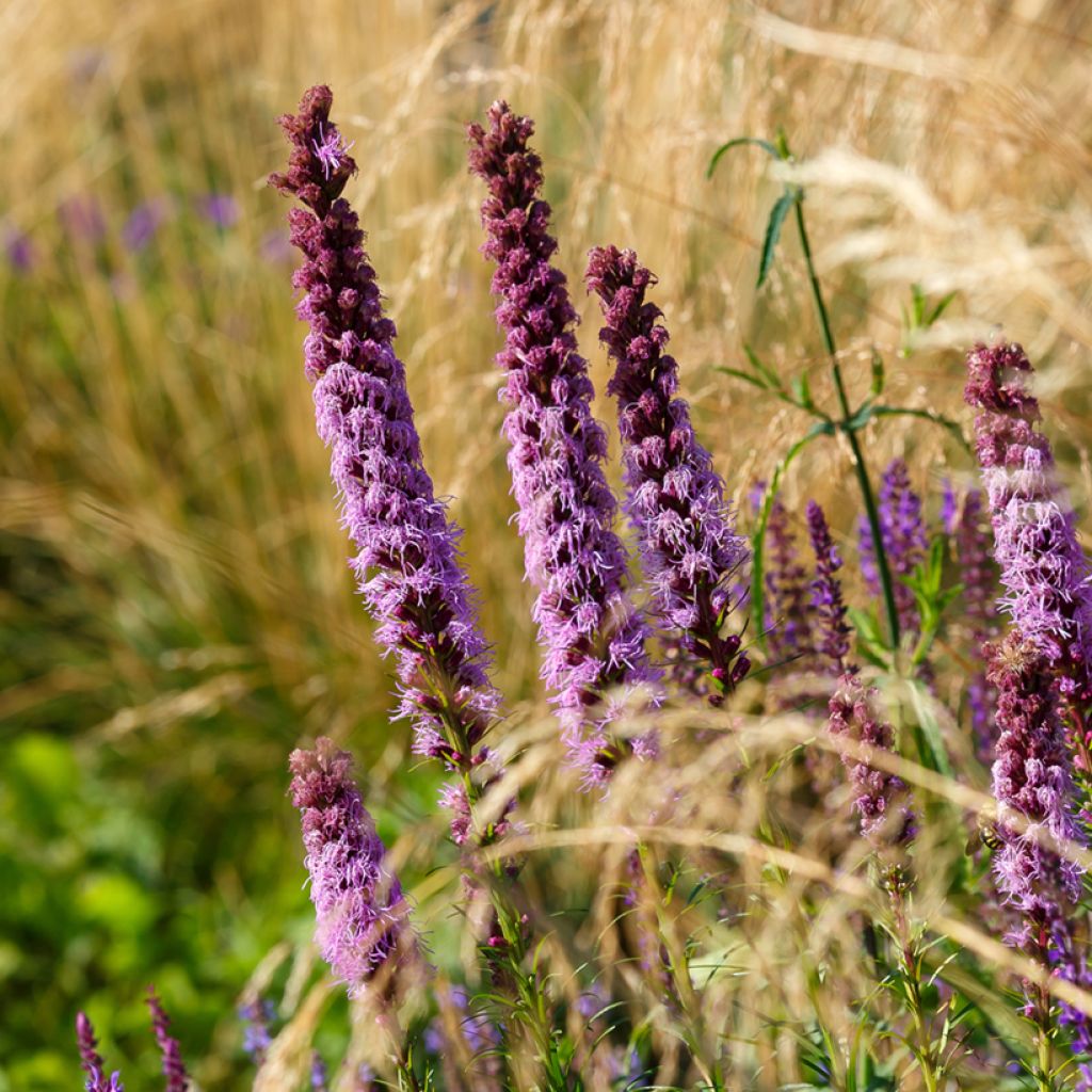 Liatris spicata - Liatride a spighe