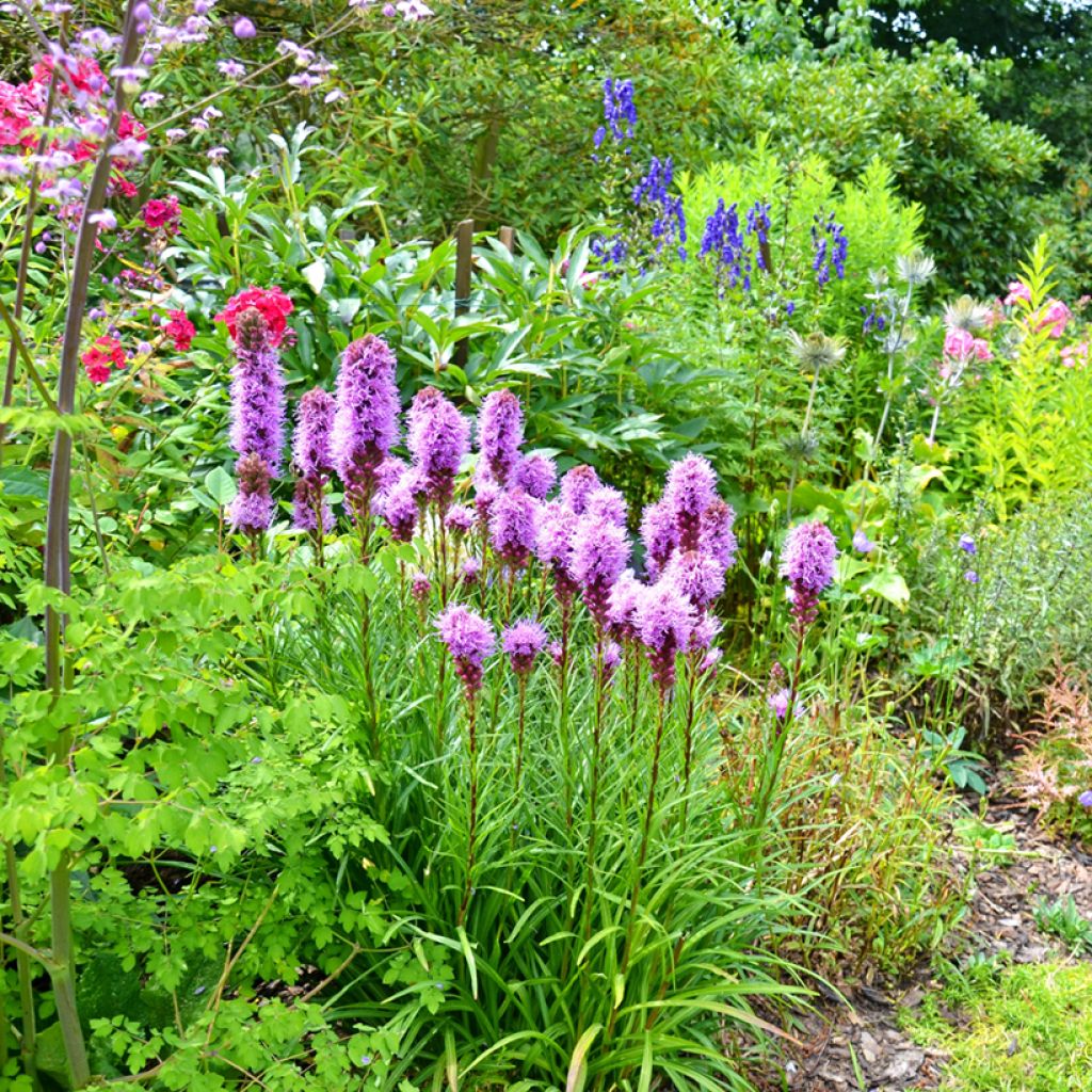 Liatris spicata - Liatride a spighe