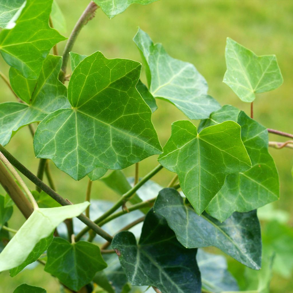 Lierre commun - Hedera helix Woerner