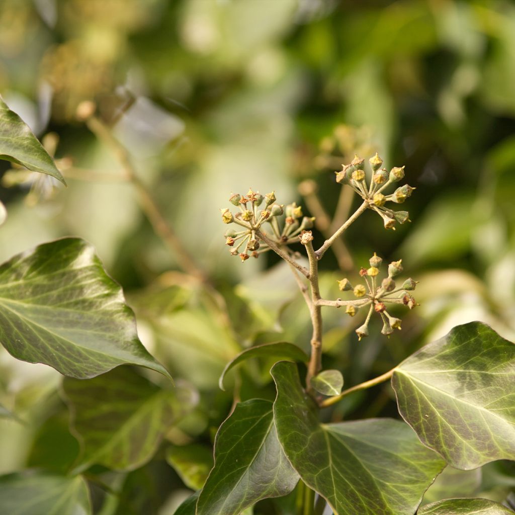 Lierre commun - Hedera helix Woerner