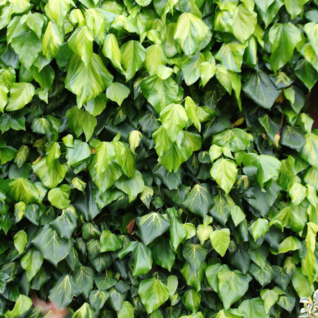 Hedera colchica Sulphur Heart - Edera variegata