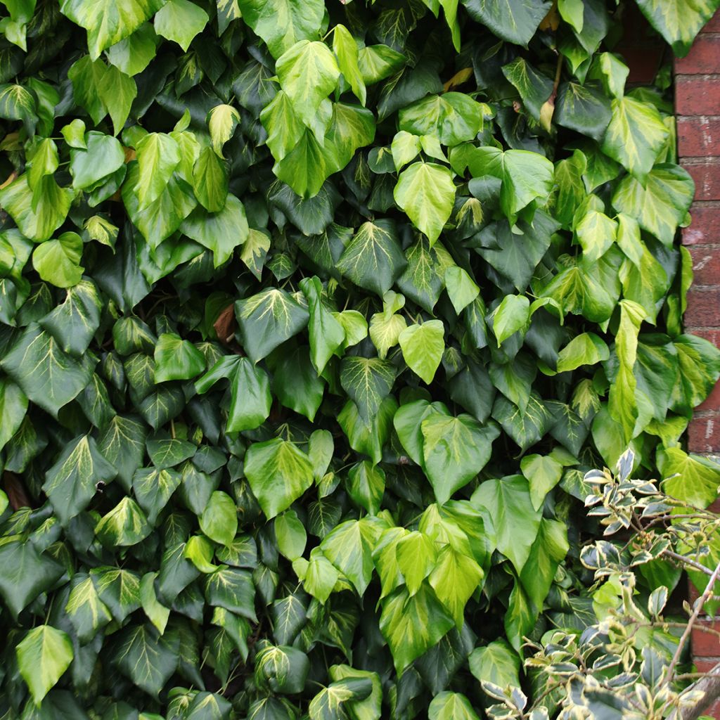 Hedera colchica Sulphur Heart - Edera variegata