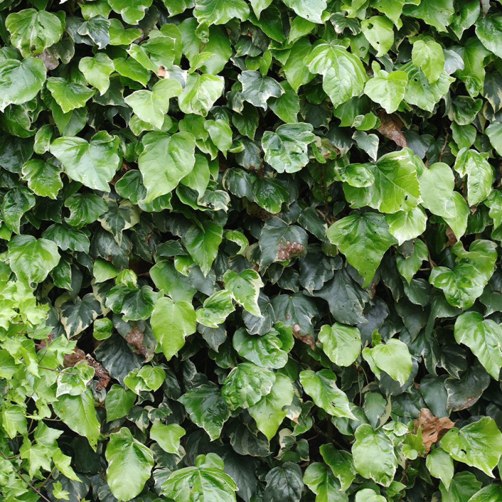 Hedera algeriensis Gloire de Marengo - Edera algerina variegata