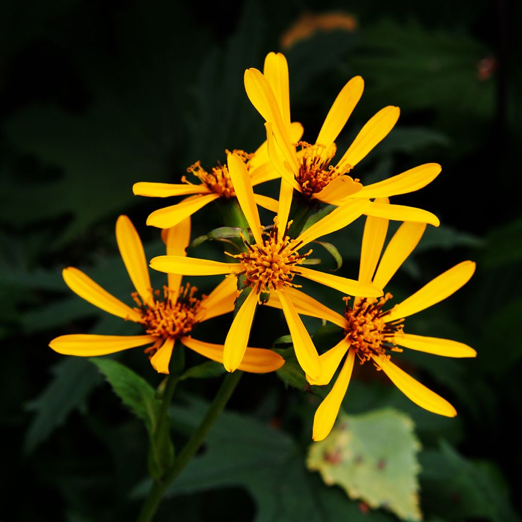 Ligularia Gregynog Gold