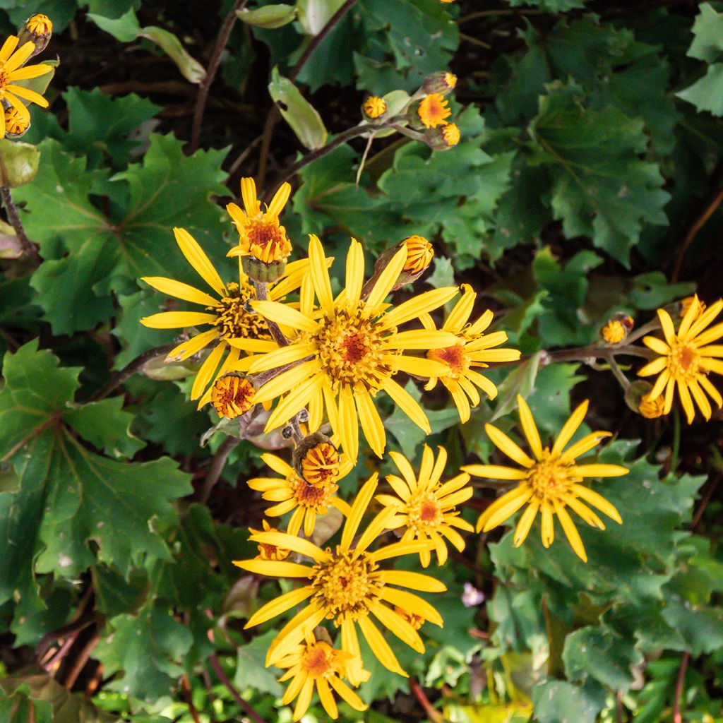 Ligularia Osiris Cafe Noir