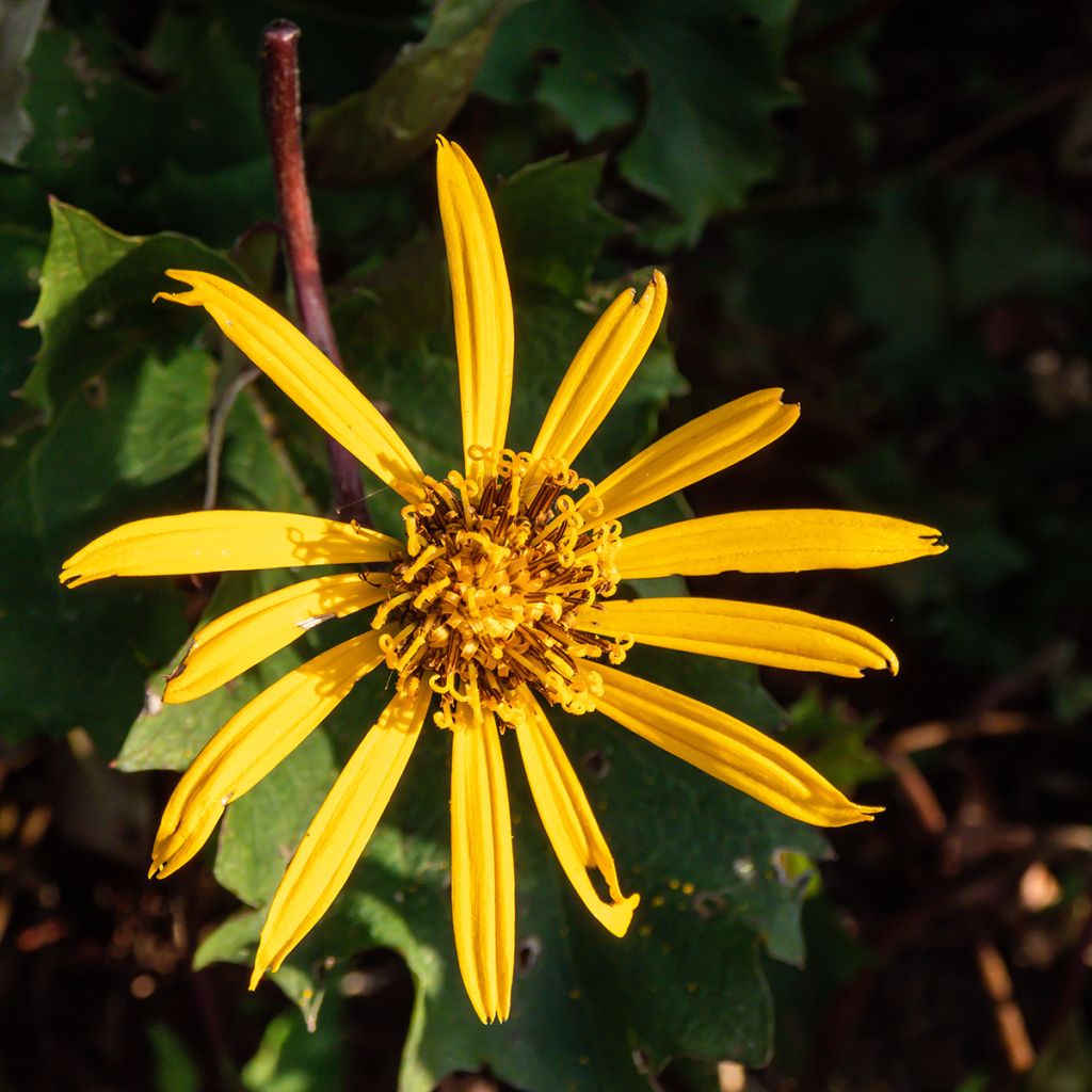 Ligularia Osiris Cafe Noir