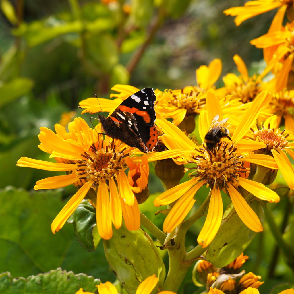 Ligularia dentata Desdemona