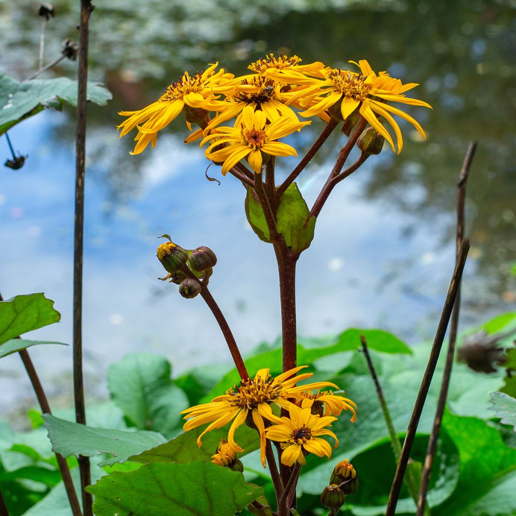 Ligularia dentata Desdemona