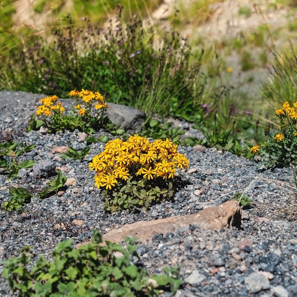 Ligularia dentata Desdemona