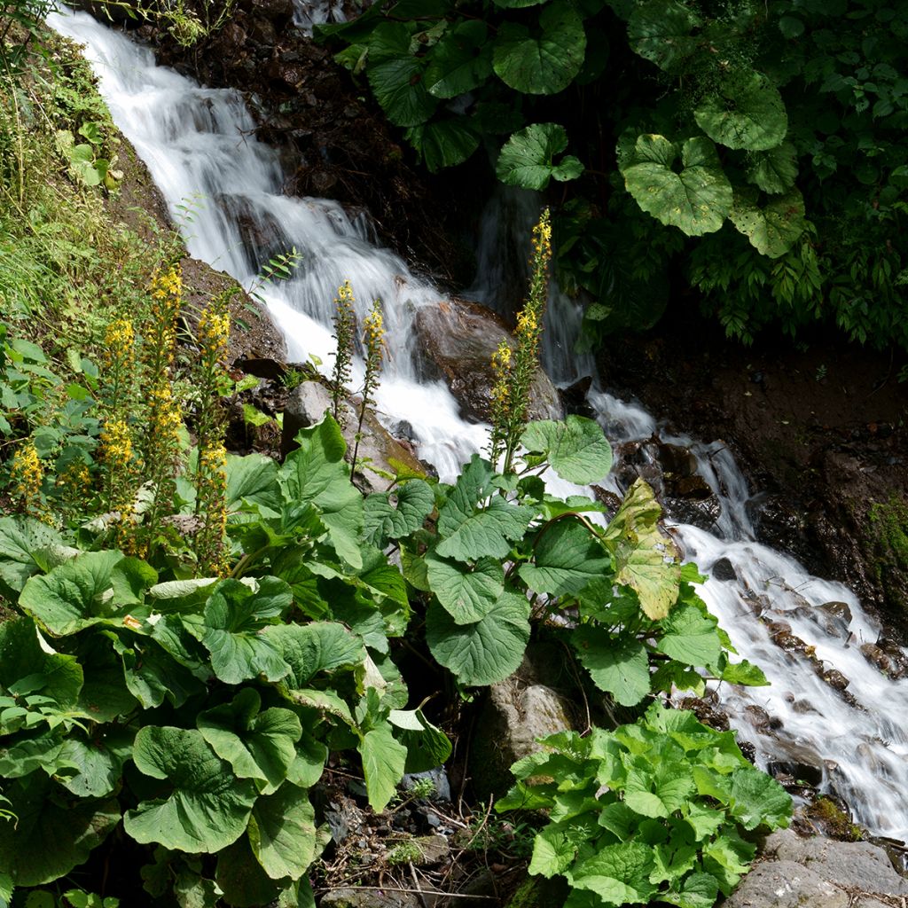 Ligularia fischeri