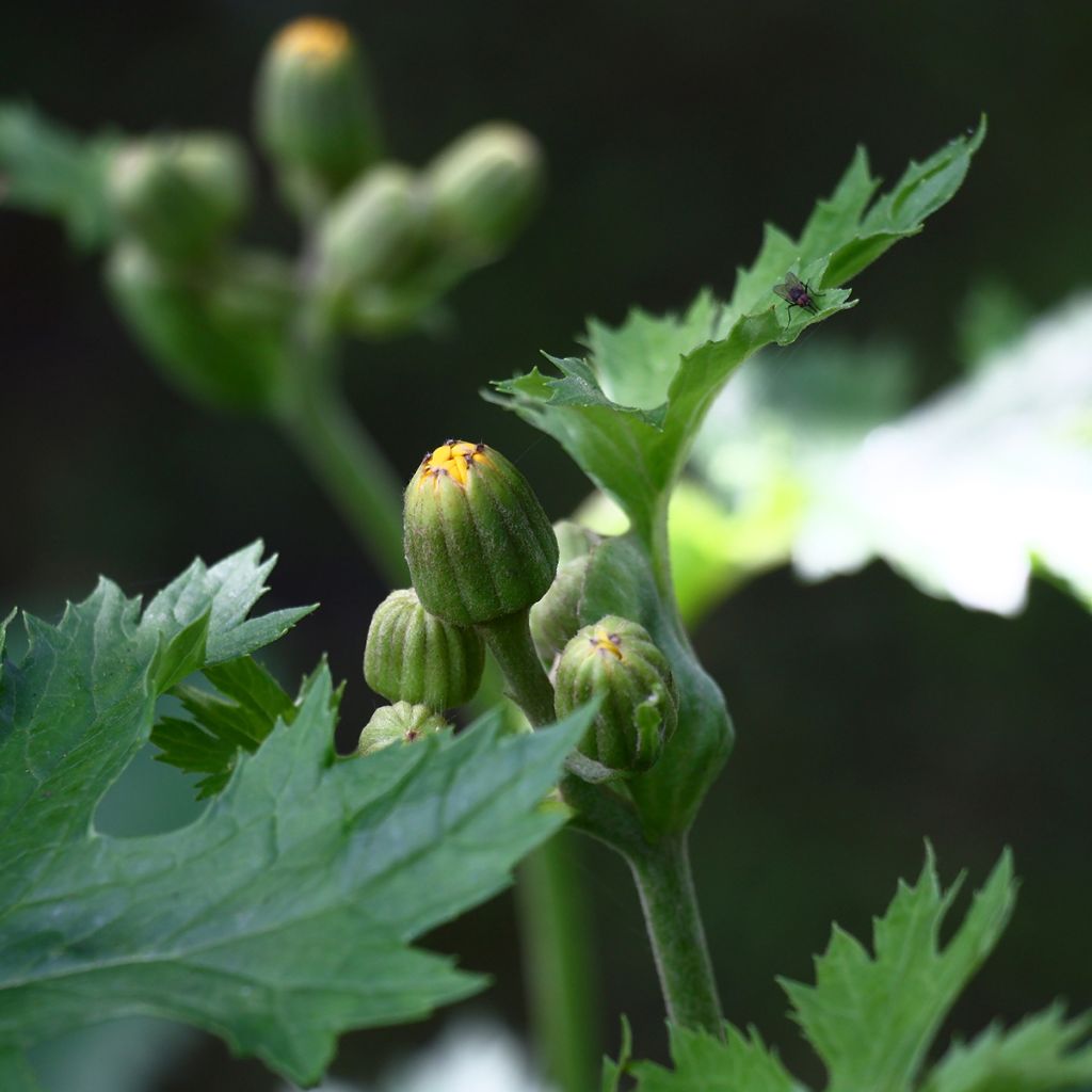 Ligularia palmatiloba