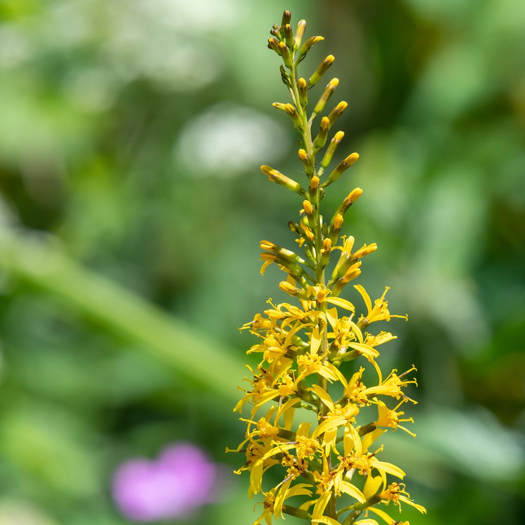 Ligularia przewalskii