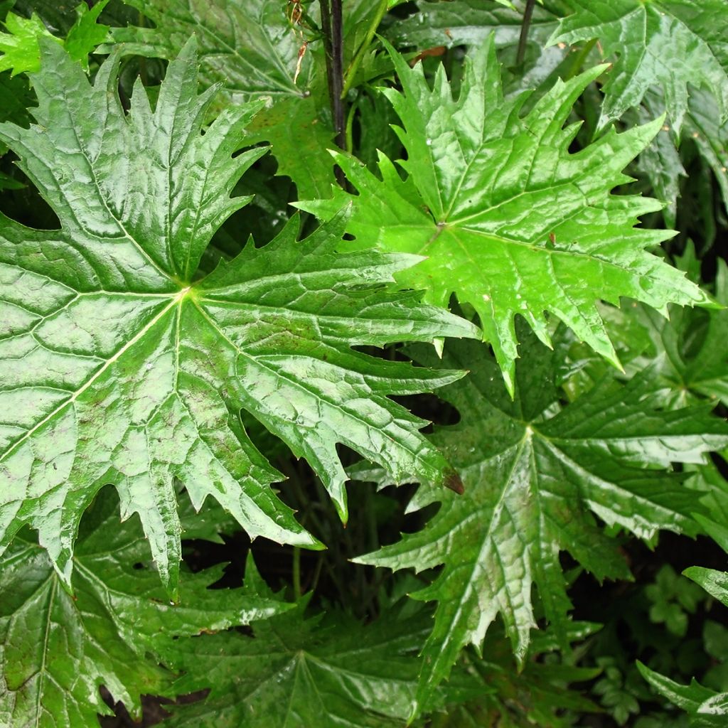 Ligularia przewalskii