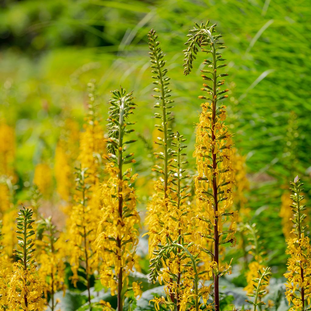 Ligularia przewalskii