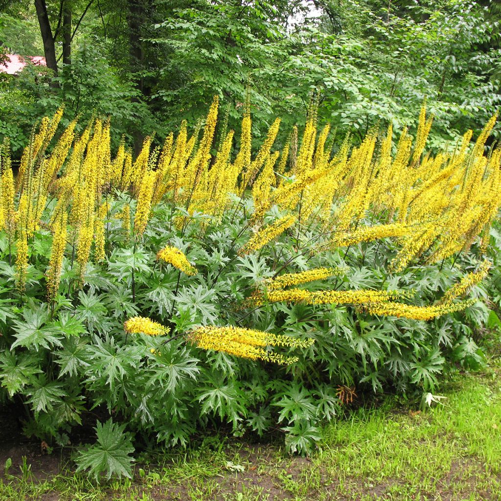 Ligularia przewalskii