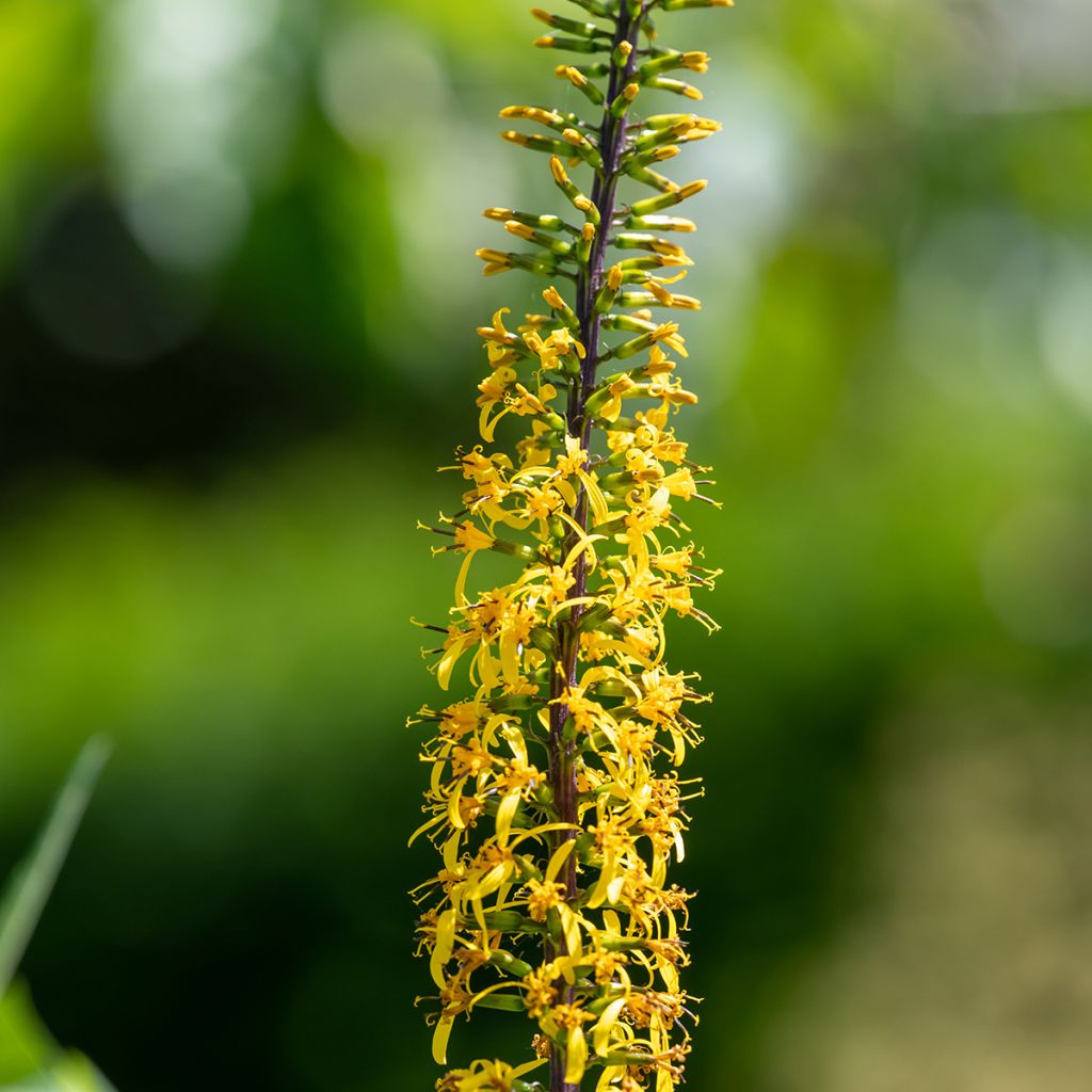 Ligularia przewalskii