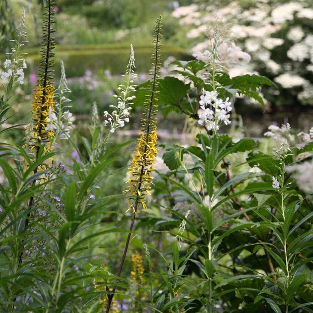 Ligularia przewalskii