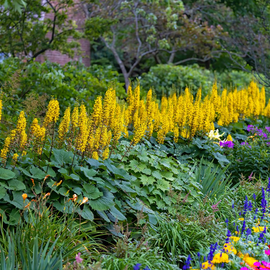 Ligularia stenocephala Little Rocket