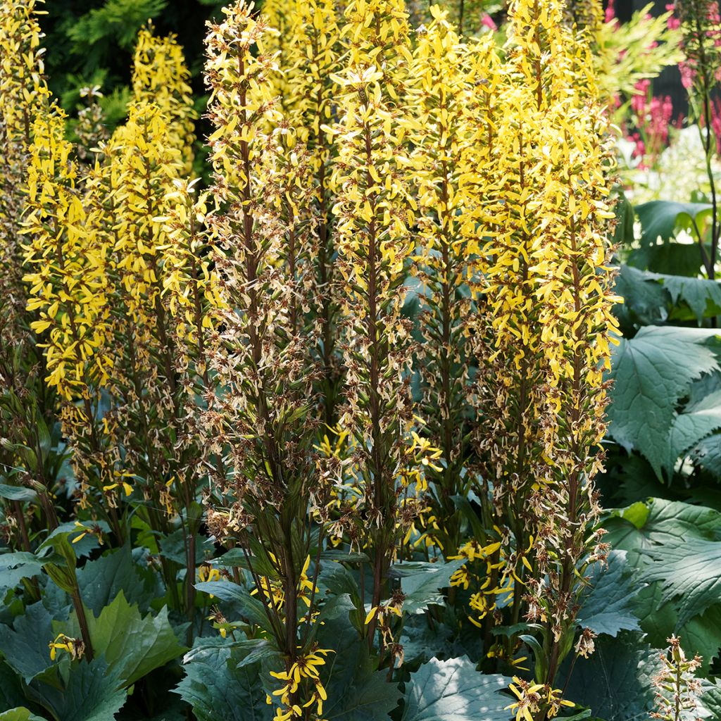 Ligularia stenocephala Little Rocket