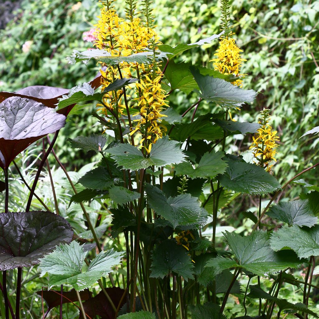 Ligularia stenocephala