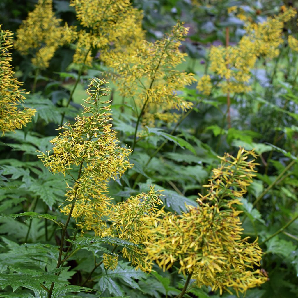 Ligularia tangutica