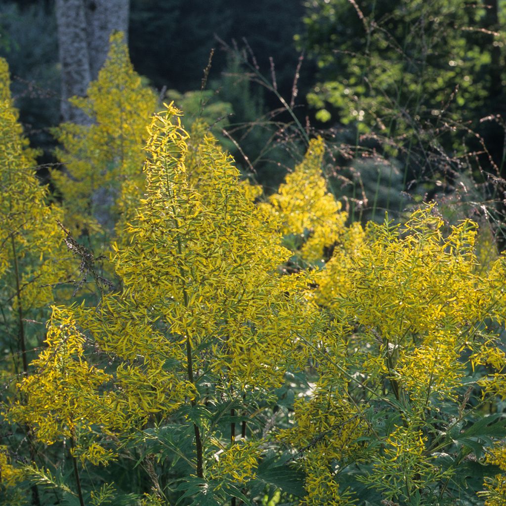 Ligularia tangutica