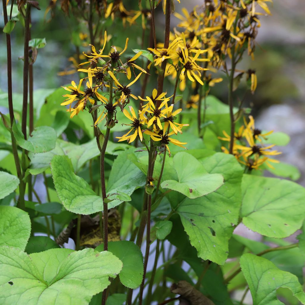 Ligularia hessei Lanternchern