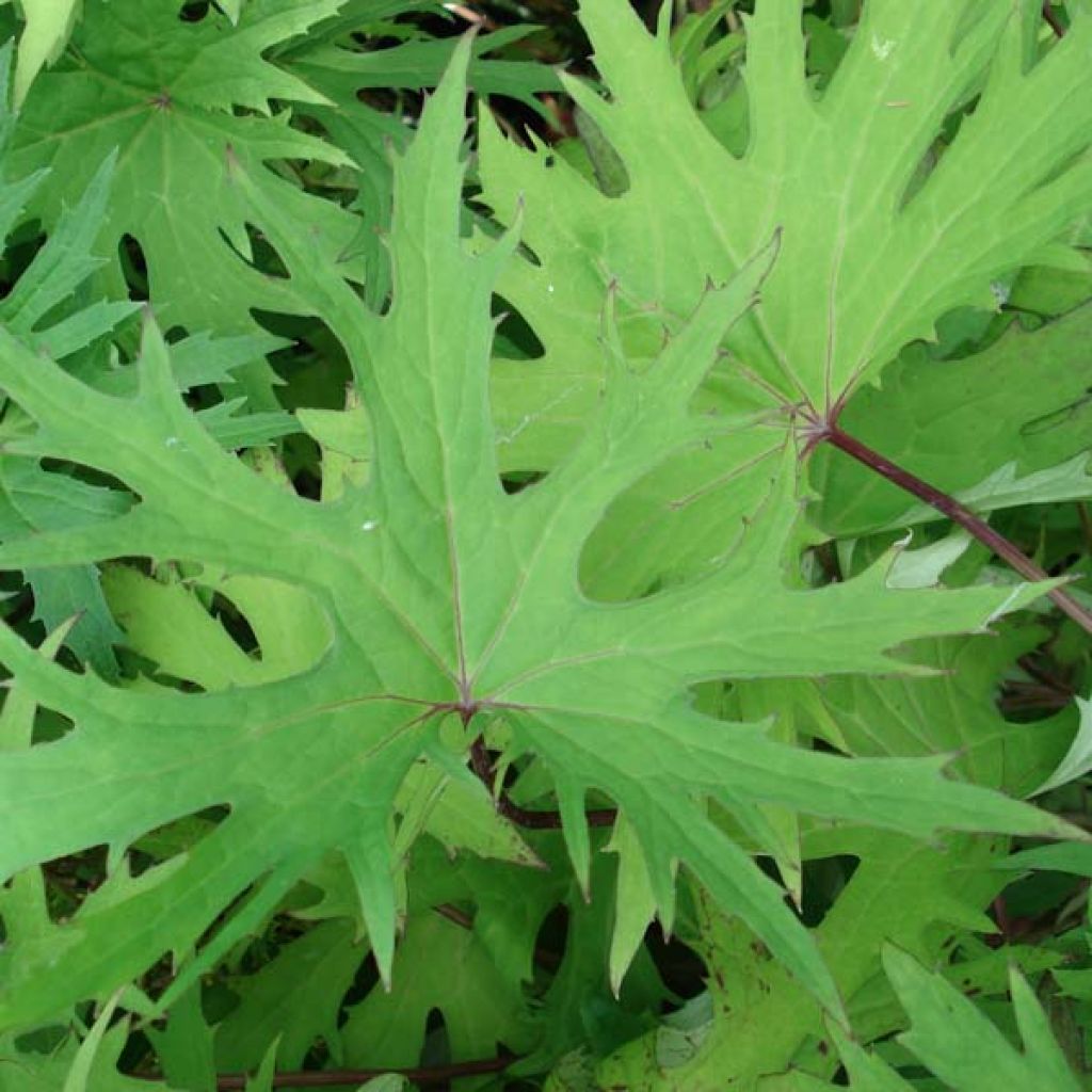 Ligularia przewalskii