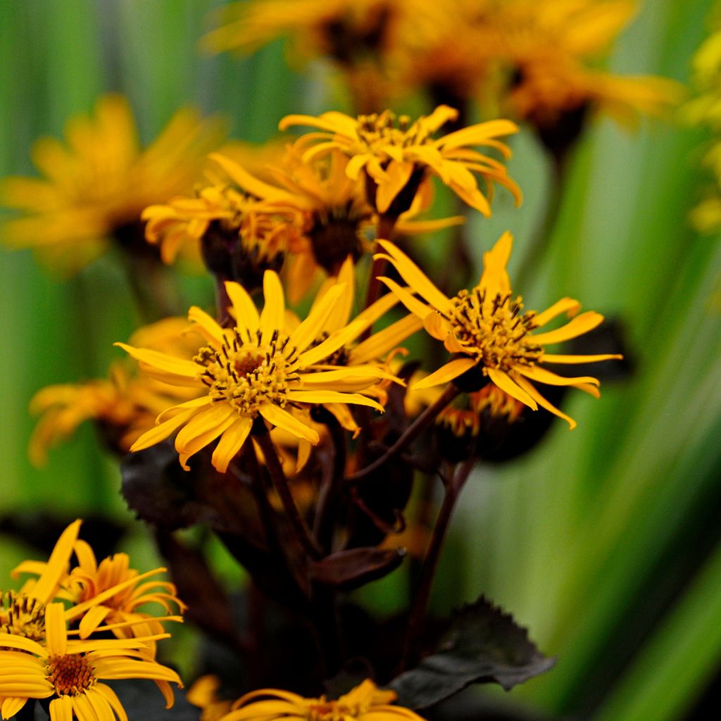 Ligularia dentata Britt-Marie Crawford