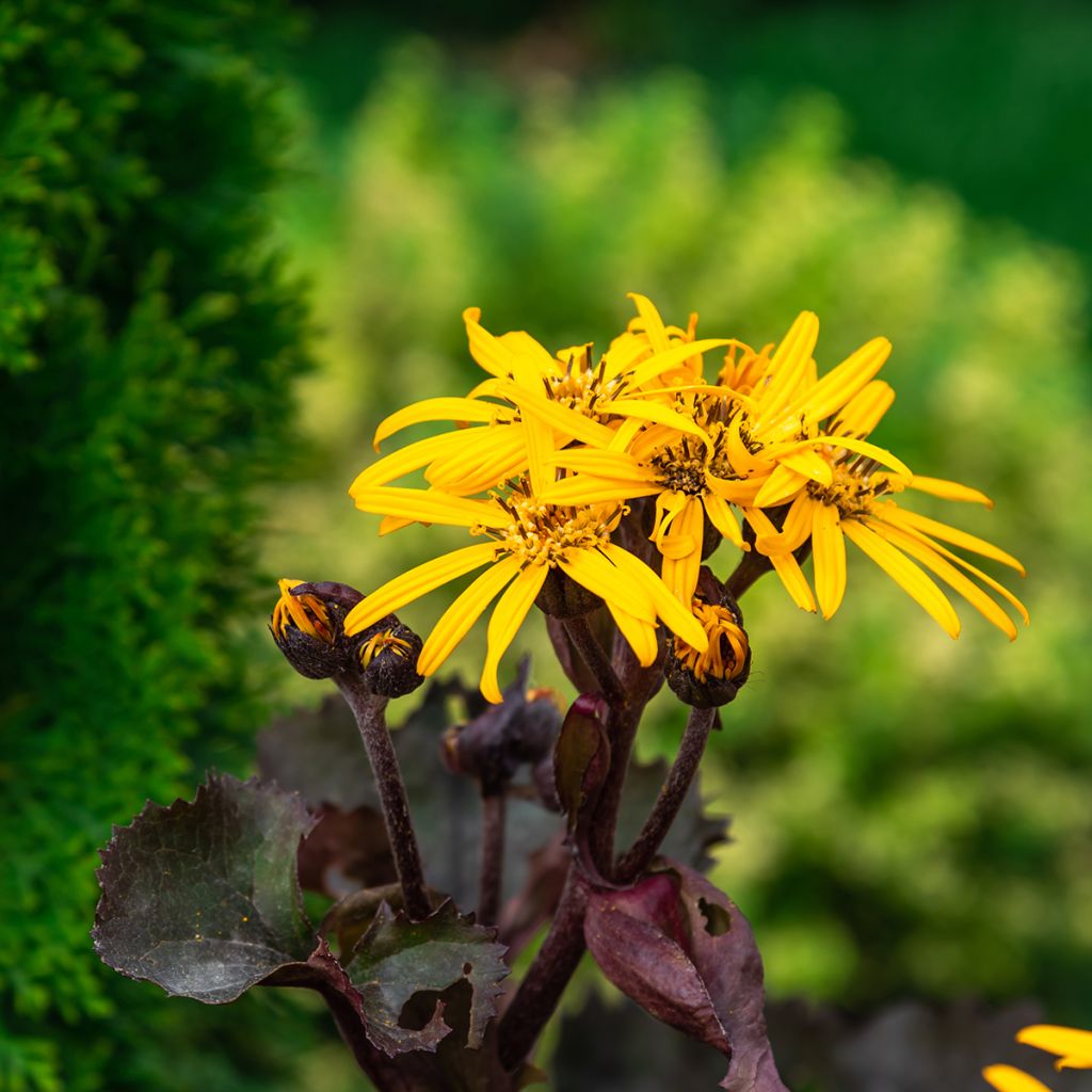 Ligularia dentata Garden Confetti