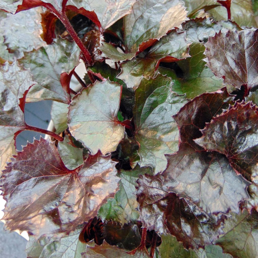 Ligularia dentata Pandora® - Ligulaire naine.