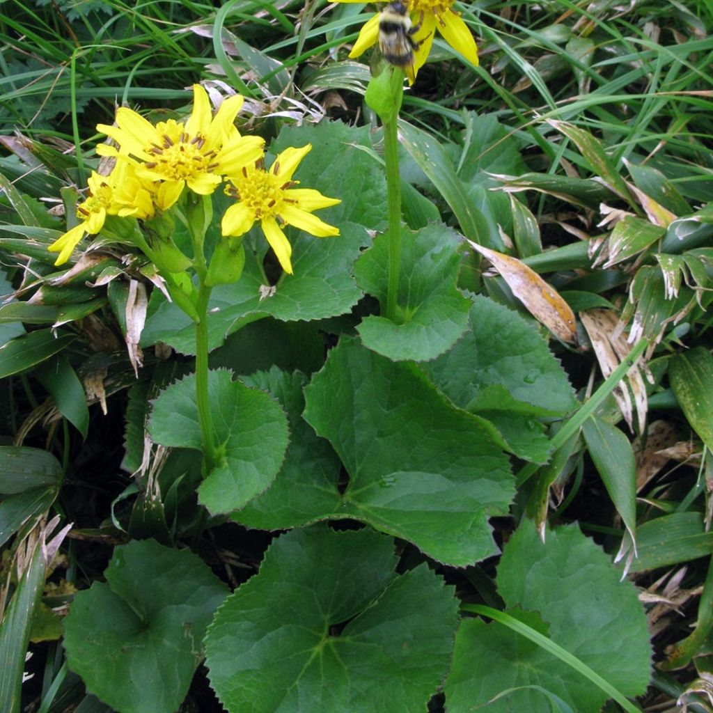 Ligularia hodgsonii - Ligulaire hodgsonii