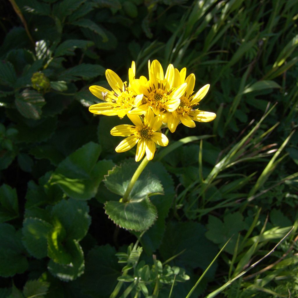 Ligularia hodgsonii