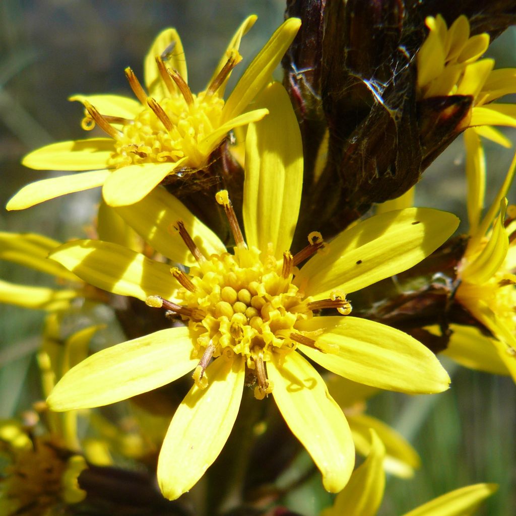 Ligulaire, Ligularia sibirica