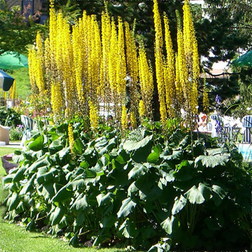 Ligularia stenocephala The Rocket